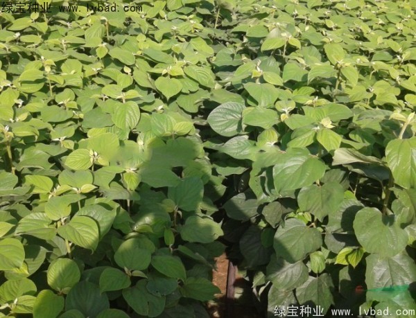 <a href='http://www.hn123.net.cn/linmuzhongzi/2205.html' target='_blank'>拐棗種子</a>