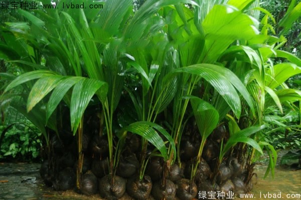 <a href='http://www.hn123.net.cn/linmuzhongzi/2207.html' target='_blank'>檳榔</a><a href='http://www.hn123.net.cn/' target='_blank'>種子</a>