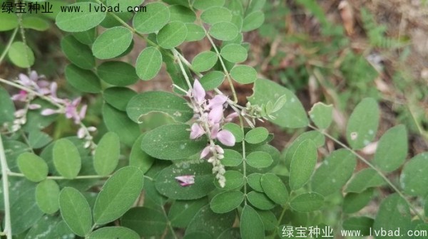 馬棘<a href='http://www.hn123.net.cn/' target='_blank'>種子</a>