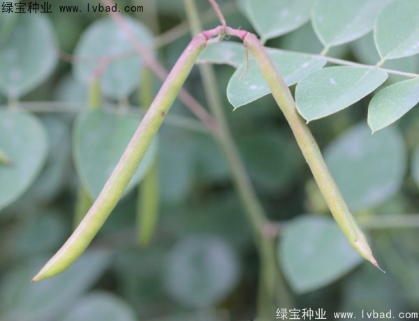 <a href='http://www.hn123.net.cn/linmuzhongzi/2209.html' target='_blank'>馬棘種子</a>