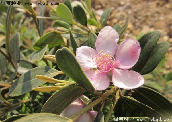 <a href='http://www.hn123.net.cn/linmuzhongzi/2210.html' target='_blank'>桃金娘種子</a>