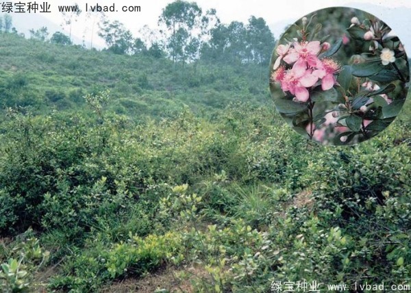 <a href='http://www.hn123.net.cn/linmuzhongzi/2210.html' target='_blank'>桃金娘種子</a>
