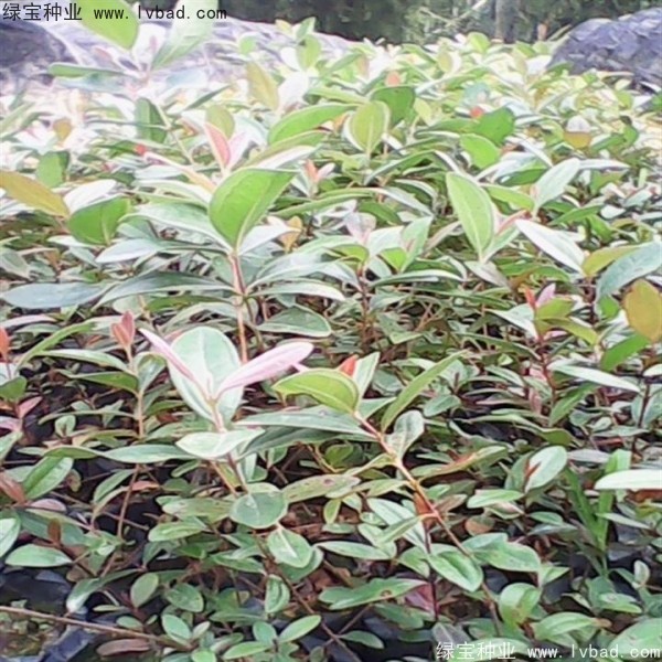 <a href='http://www.hn123.net.cn/linmuzhongzi/2210.html' target='_blank'>桃金娘種子</a>