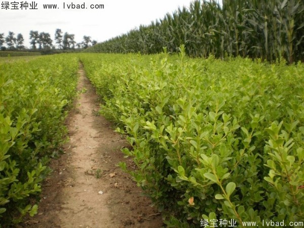 <a href='http://www.hn123.net.cn/linmuzhongzi/2215.html' target='_blank'>瓜子黃楊種子</a>