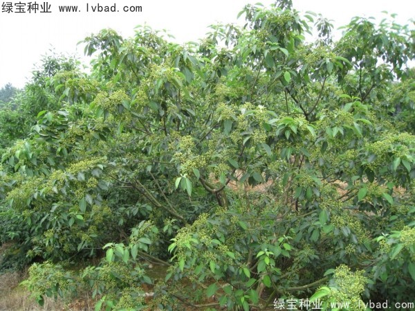 <a href='http://www.hn123.net.cn/linmuzhongzi/2220.html' target='_blank'>光皮樹種子</a>