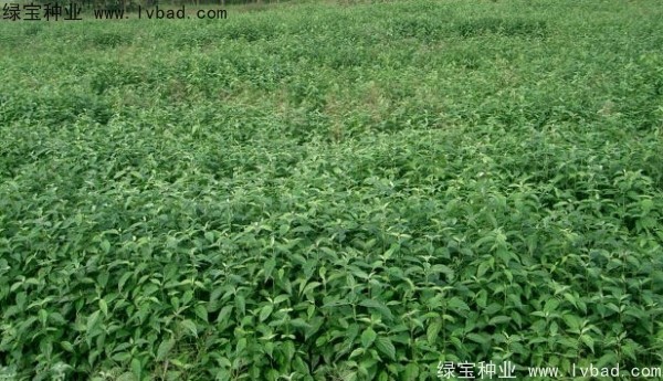 <a href='http://www.hn123.net.cn/linmuzhongzi/2220.html' target='_blank'>光皮樹種子</a>