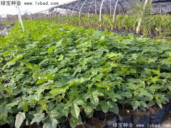 <a href='http://www.hn123.net.cn/linmuzhongzi/2223.html' target='_blank'>火焰木種子</a>