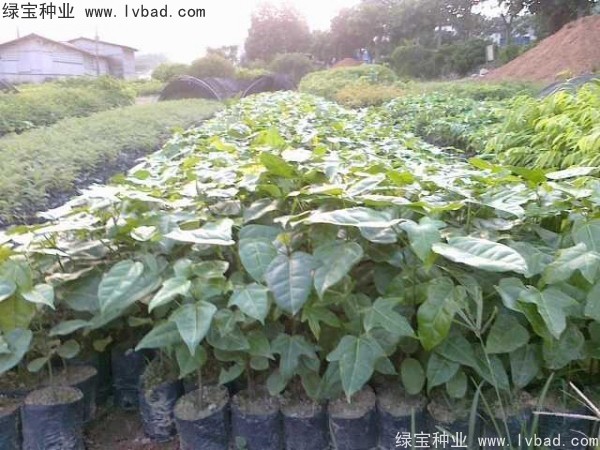 <a href='http://www.hn123.net.cn/linmuzhongzi/2223.html' target='_blank'>火焰木</a><a href='http://www.hn123.net.cn/' target='_blank'>種子</a>
