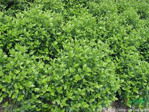<a href='http://www.hn123.net.cn/linmuzhongzi/2225.html' target='_blank'>莢蒾種子</a>