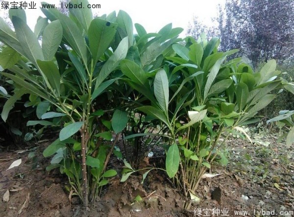 <a href='http://www.hn123.net.cn/linmuzhongzi/2226.html' target='_blank'>結(jié)香種子</a>