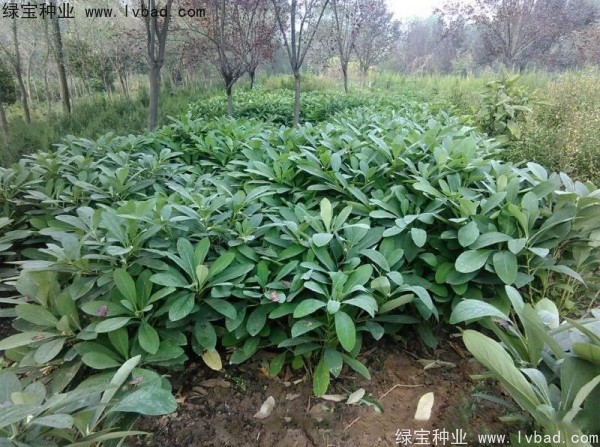 <a href='http://www.hn123.net.cn/linmuzhongzi/2226.html' target='_blank'>結(jié)香</a><a href='http://www.hn123.net.cn/' target='_blank'>種子</a>