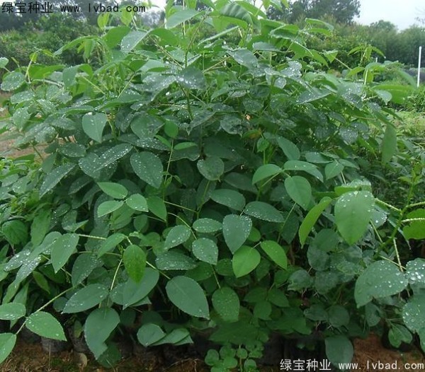 <a href='http://www.hn123.net.cn/linmuzhongzi/2227.html' target='_blank'>刺桐</a><a href='http://www.hn123.net.cn/' target='_blank'>種子</a>
