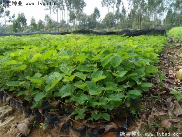 <a href='http://www.hn123.net.cn/linmuzhongzi/2227.html' target='_blank'>刺桐種子</a>