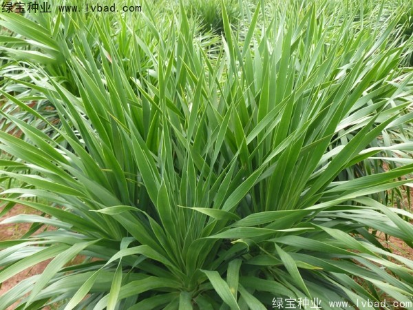 <a href='http://www.hn123.net.cn/linmuzhongzi/2230.html' target='_blank'>龍血樹</a><a href='http://www.hn123.net.cn/' target='_blank'>種子</a>