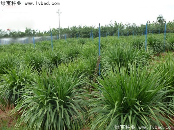 <a href='http://www.hn123.net.cn/linmuzhongzi/2230.html' target='_blank'>龍血樹種子</a>