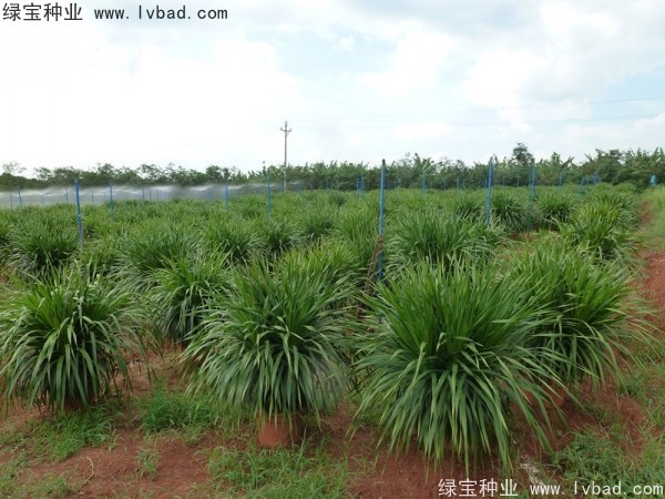 龍血樹<a href='http://www.hn123.net.cn/' target='_blank'>種子</a>
