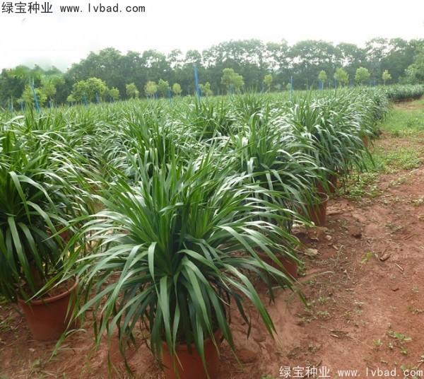 <a href='http://www.hn123.net.cn/linmuzhongzi/2230.html' target='_blank'>龍血樹種子</a>