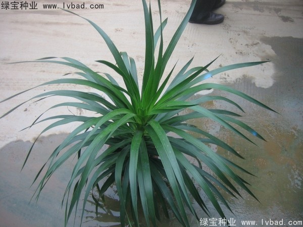 龍血樹種子
