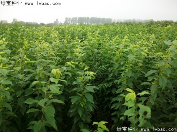 <a href='http://www.hn123.net.cn/linmuzhongzi/2231.html' target='_blank'>李子種子</a>
