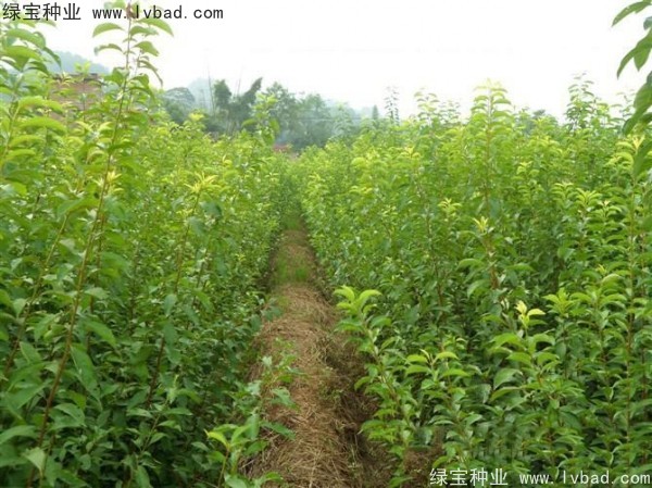 李子<a href='http://www.hn123.net.cn/' target='_blank'>種子</a>