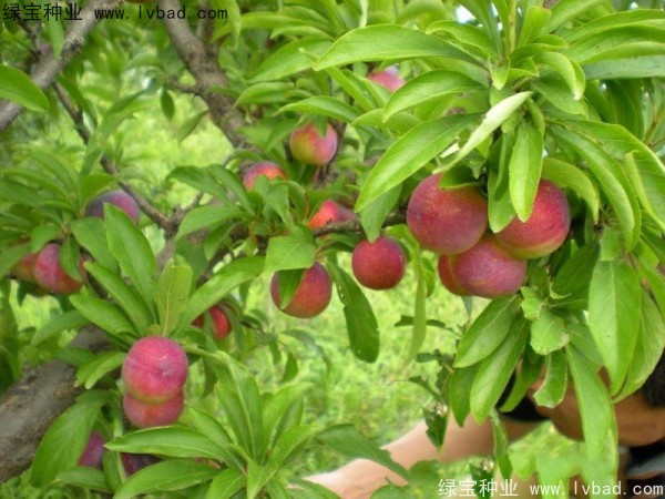 <a href='http://www.hn123.net.cn/linmuzhongzi/2231.html' target='_blank'>李子種子</a>