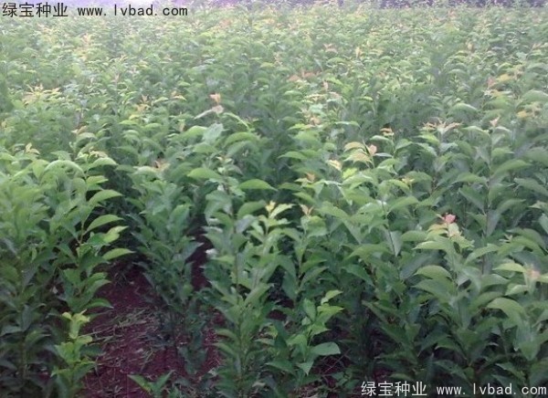 李子<a href='http://www.hn123.net.cn/' target='_blank'>種子</a>