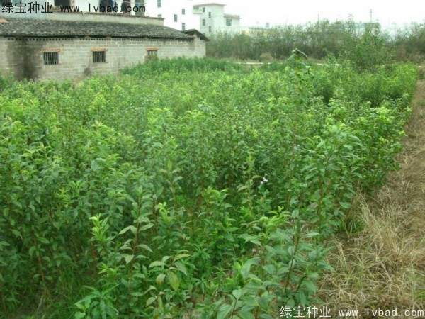 李子<a href='http://www.hn123.net.cn/' target='_blank'>種子</a>