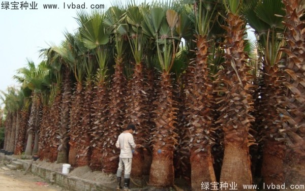 <a href='http://www.hn123.net.cn/linmuzhongzi/2232.html' target='_blank'>老人葵</a><a href='http://www.hn123.net.cn/' target='_blank'>種子</a>