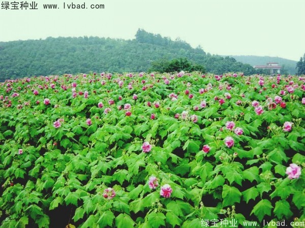 <a href='http://www.hn123.net.cn/linmuzhongzi/2233.html' target='_blank'>木芙蓉種子</a>