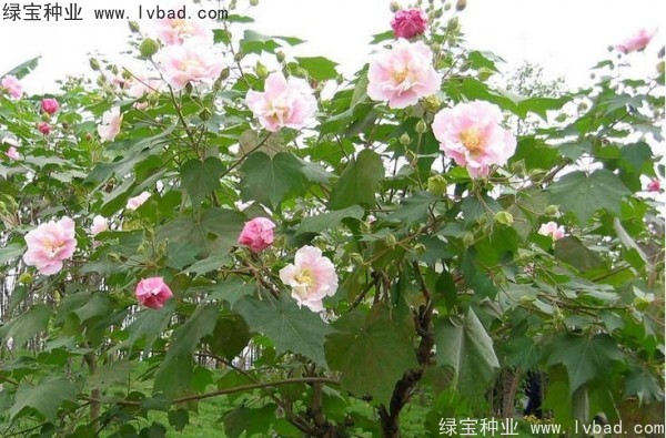 <a href='http://www.hn123.net.cn/linmuzhongzi/2233.html' target='_blank'>木芙蓉種子</a>