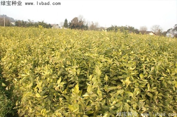 <a href='http://www.hn123.net.cn/linmuzhongzi/2234.html' target='_blank'>檸檬種子</a>