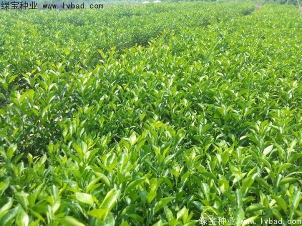 <a href='http://www.hn123.net.cn/linmuzhongzi/2234.html' target='_blank'>檸檬</a><a href='http://www.hn123.net.cn/' target='_blank'>種子</a>