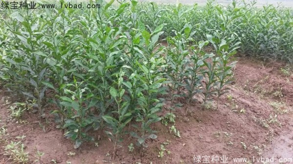<a href='http://www.hn123.net.cn/linmuzhongzi/2234.html' target='_blank'>檸檬</a><a href='http://www.hn123.net.cn/' target='_blank'>種子</a>