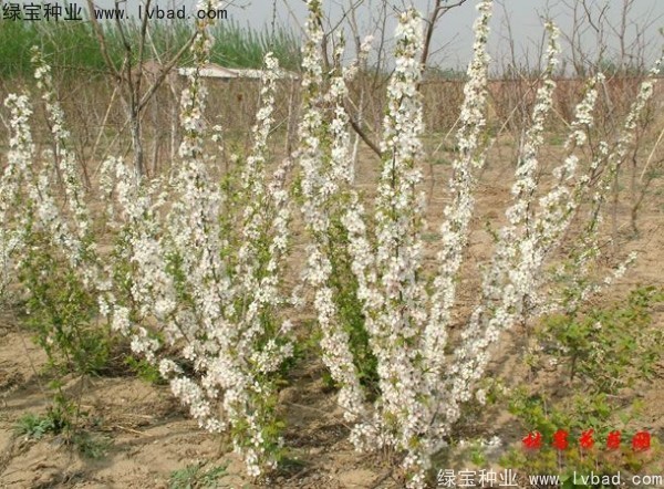 <a href='http://www.hn123.net.cn/linmuzhongzi/2235.html' target='_blank'>歐李種子</a>
