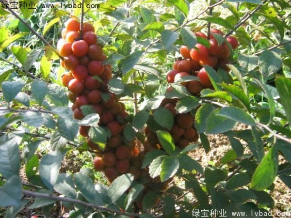 <a href='http://www.hn123.net.cn/linmuzhongzi/2235.html' target='_blank'>歐李種子</a>