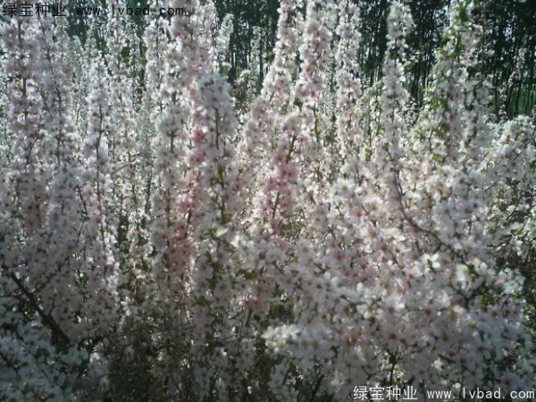 歐李<a href='http://www.hn123.net.cn/' target='_blank'>種子</a>