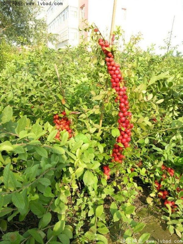 歐李<a href='http://www.hn123.net.cn/' target='_blank'>種子</a>