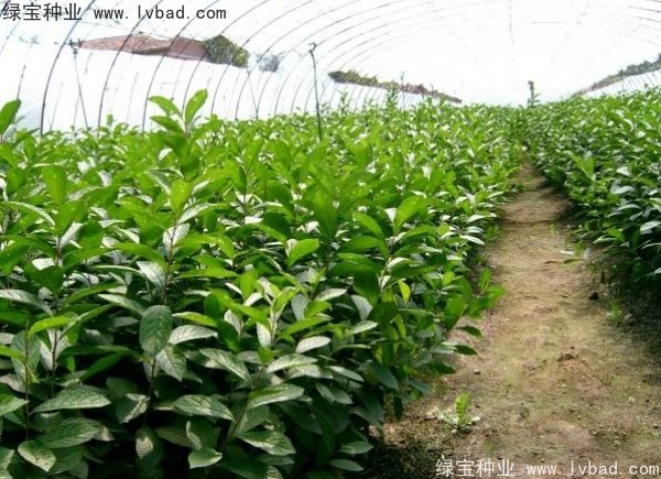 <a href='http://www.hn123.net.cn/linmuzhongzi/2235.html' target='_blank'>歐李種子</a>