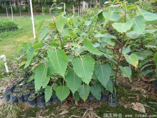 <a href='http://www.hn123.net.cn/linmuzhongzi/2237.html' target='_blank'>菩提子</a><a href='http://www.hn123.net.cn/' target='_blank'>種子</a>