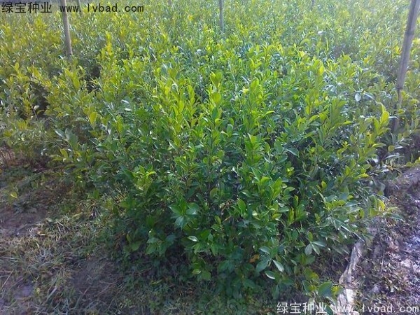<a href='http://www.hn123.net.cn/linmuzhongzi/2239.html' target='_blank'>榕樹種子</a>