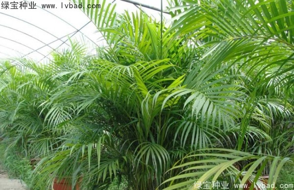 <a href='http://www.hn123.net.cn/linmuzhongzi/2242.html' target='_blank'>散尾葵種子</a>