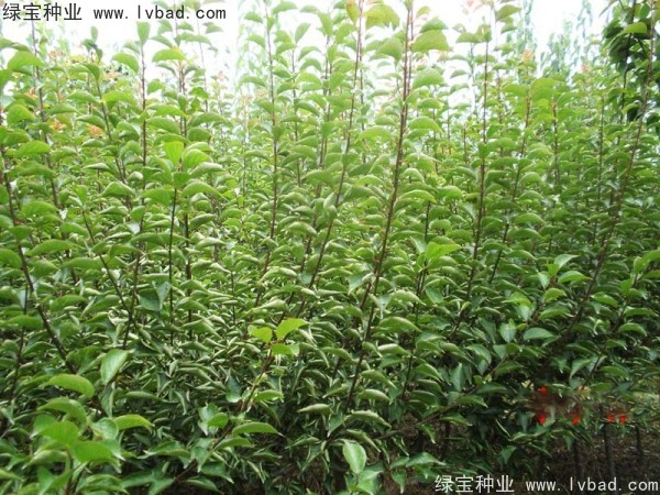 <a href='http://www.hn123.net.cn/linmuzhongzi/2243.html' target='_blank'>山梅花種子</a>