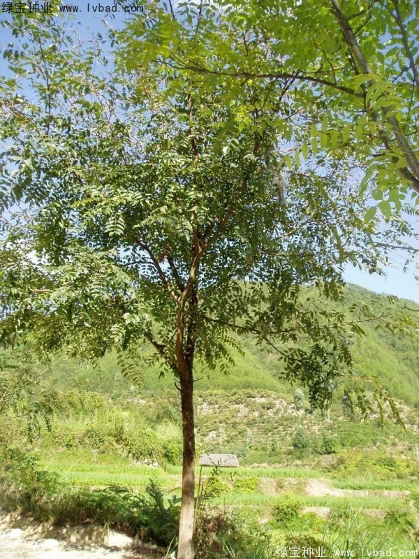 <a href='http://www.hn123.net.cn/linmuzhongzi/2244.html' target='_blank'>五眼果種子</a>