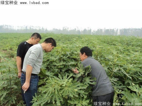 <a href='http://www.hn123.net.cn/linmuzhongzi/2245.html' target='_blank'>無花果種子</a>