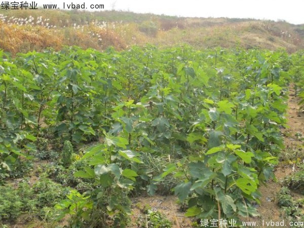 無花果<a href='http://www.hn123.net.cn/' target='_blank'>種子</a>