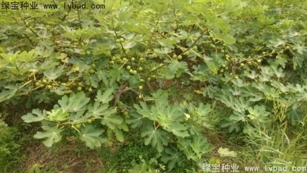 無花果<a href='http://www.hn123.net.cn/' target='_blank'>種子</a>