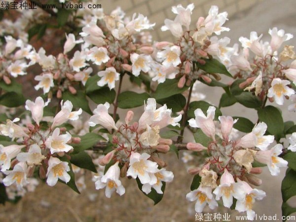 猬實<a href='http://www.hn123.net.cn/' target='_blank'>種子</a>