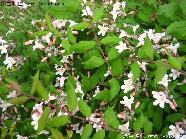 <a href='http://www.hn123.net.cn/linmuzhongzi/2246.html' target='_blank'>猬實種子</a>