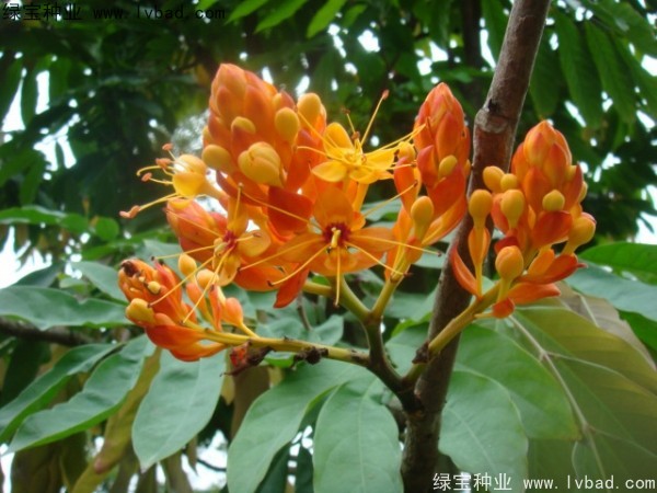 <a href='http://www.hn123.net.cn/linmuzhongzi/2247.html' target='_blank'>無憂樹</a><a href='http://www.hn123.net.cn/' target='_blank'>種子</a>