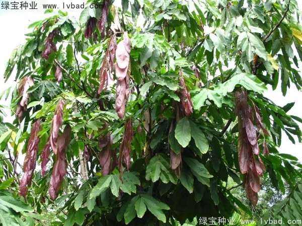 <a href='http://www.hn123.net.cn/linmuzhongzi/2247.html' target='_blank'>無憂樹種子</a>